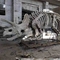 전시회 주라기 공원 공룡 해골, 공룡 뼈 복사