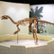 상점가 공룡 해골 복사 크기 Customizable 공룡 두개골 화석